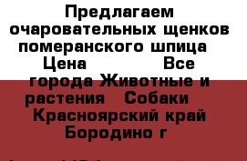 Предлагаем очаровательных щенков померанского шпица › Цена ­ 15 000 - Все города Животные и растения » Собаки   . Красноярский край,Бородино г.